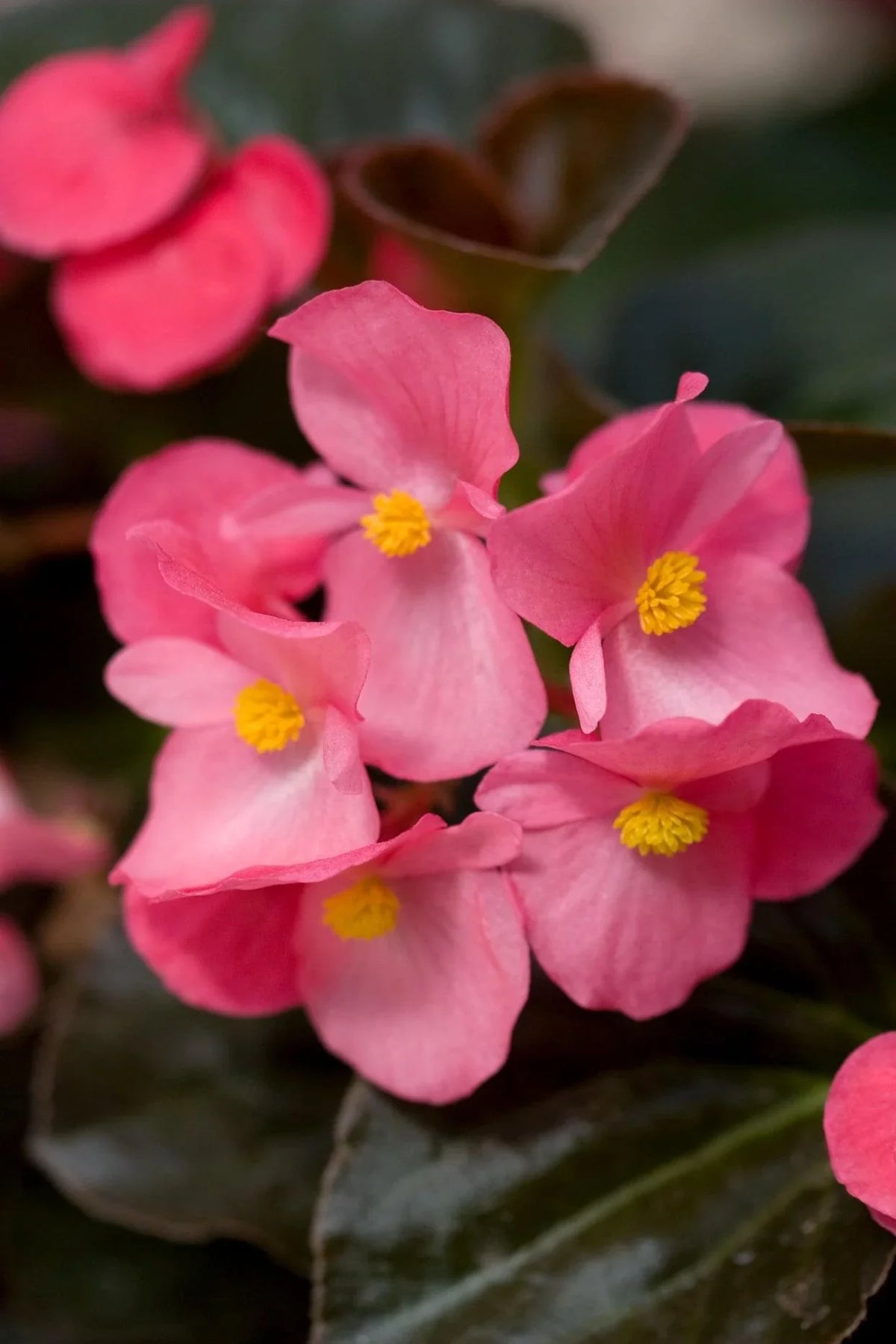 Pink Begonia Flower seeds for Planting - Compact Growth, Heirloom & GMO Free Seeds for Home Garden
 
 Sale seeds for home garden