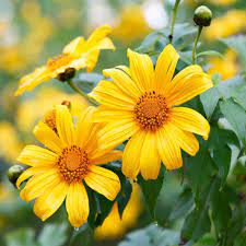 Yellow Torch MEXICAN Tithonia SunFlower seeds for Planting - Premium Quality, Heirloom & GMO Free Seeds for Home Garden
 
 Sale seeds for home garden