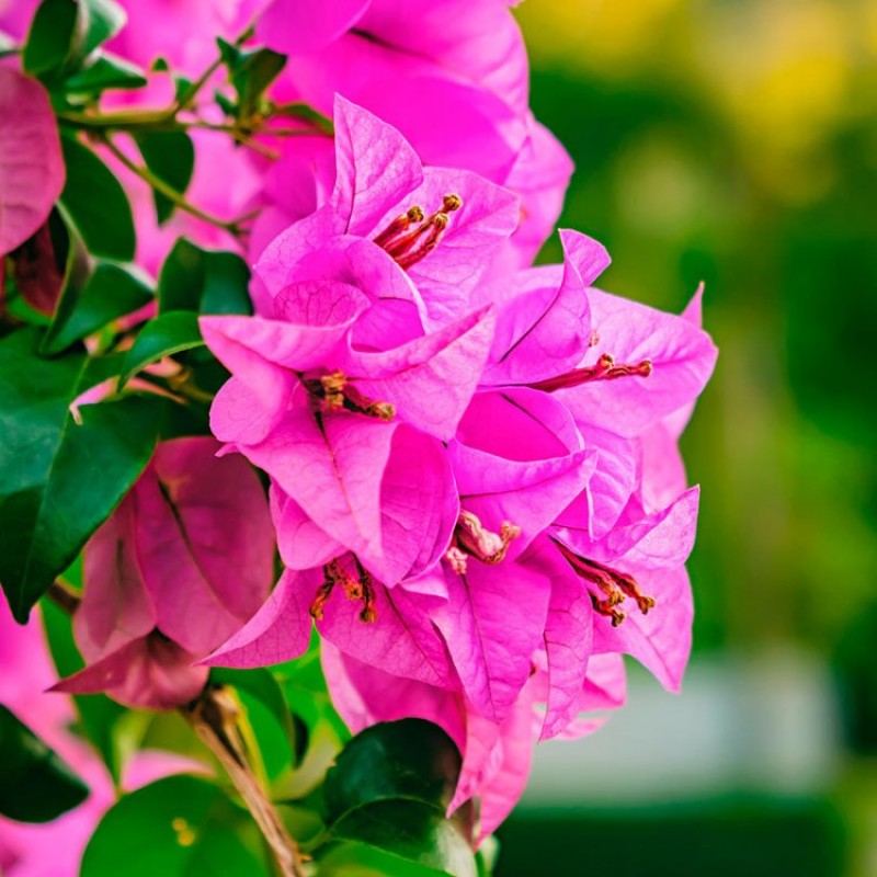 Bougainvillea (Bougainvillea Flower) seeds for planting in home garden