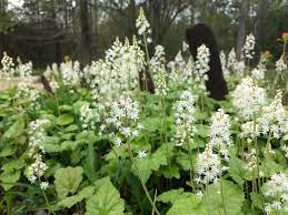Green Tiarella Flower seeds for Planting - Compact Growth, Heirloom & GMO Free Seeds for Home Garden
 
 Sale seeds for planting in home garden