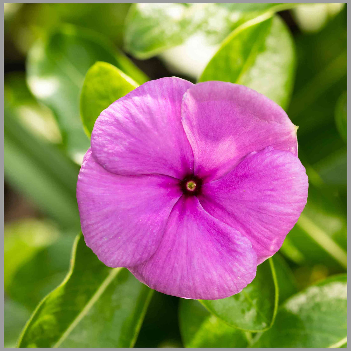 Periwinkle Pink Flower seeds for Planting - Wildflower Mix, Heirloom & GMO Free Seeds for Home Garden
 
 Sale seeds for planting in home garden