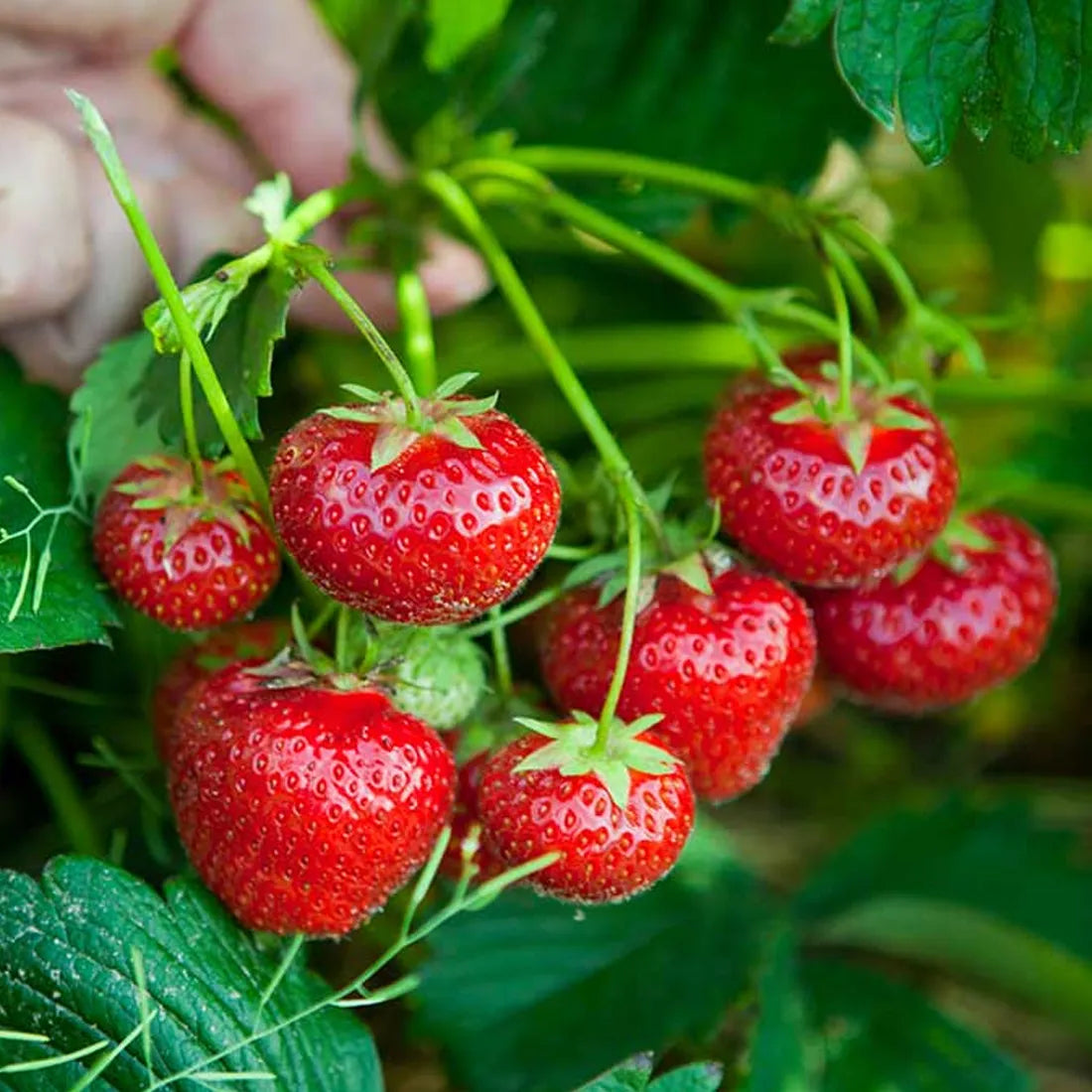 Strawberry Fruit Seeds Burgundy for Planting: High-Quality Seeds for Delicious Homegrown Strawberries