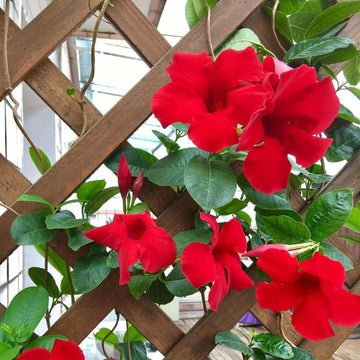 Dipladenia Flower seeds for Planting Colorful Display Heirloom & GMO Free Seeds for Home Garden 
 
 Sale for planting in home garden