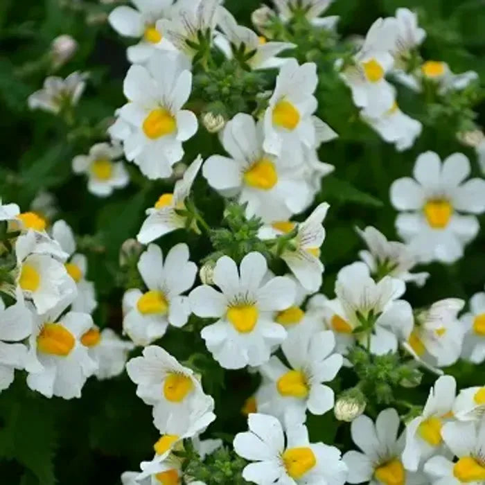 White Nemesia Strumosa Flower Seeds for Planting  Seed for Elegant Garden Accents