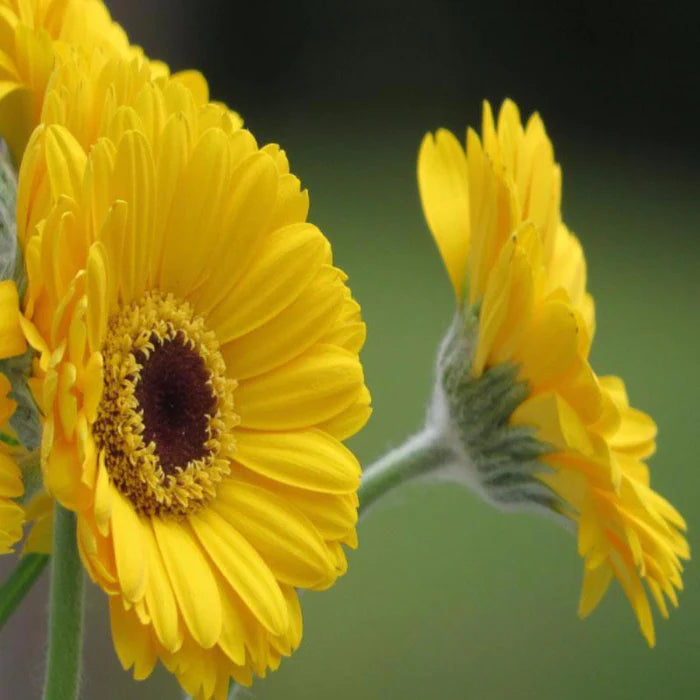 Yellow Gerbera Flower Seeds for Planting Hardy Variety Heirloom & GMO Free Seeds for Home Garden
 
 Sale
