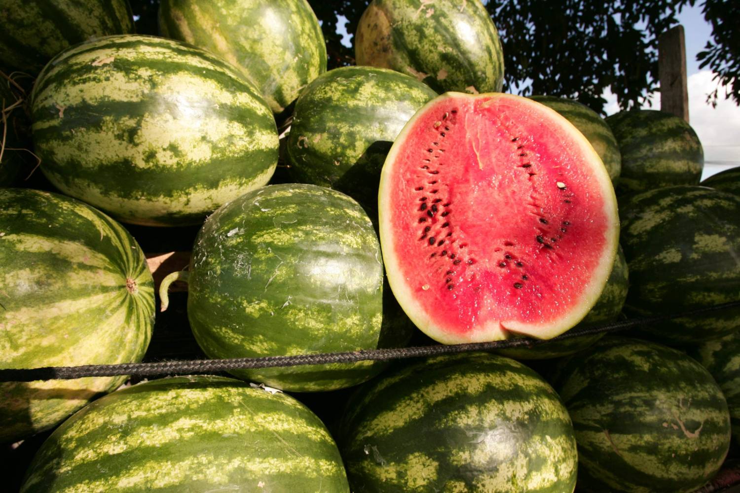 Mountain Hoosier Watermelon Seeds for Planting - Sweet & Juicy Fruit