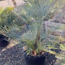 Green Humilis Silver Plant Seeds For Easy Planting