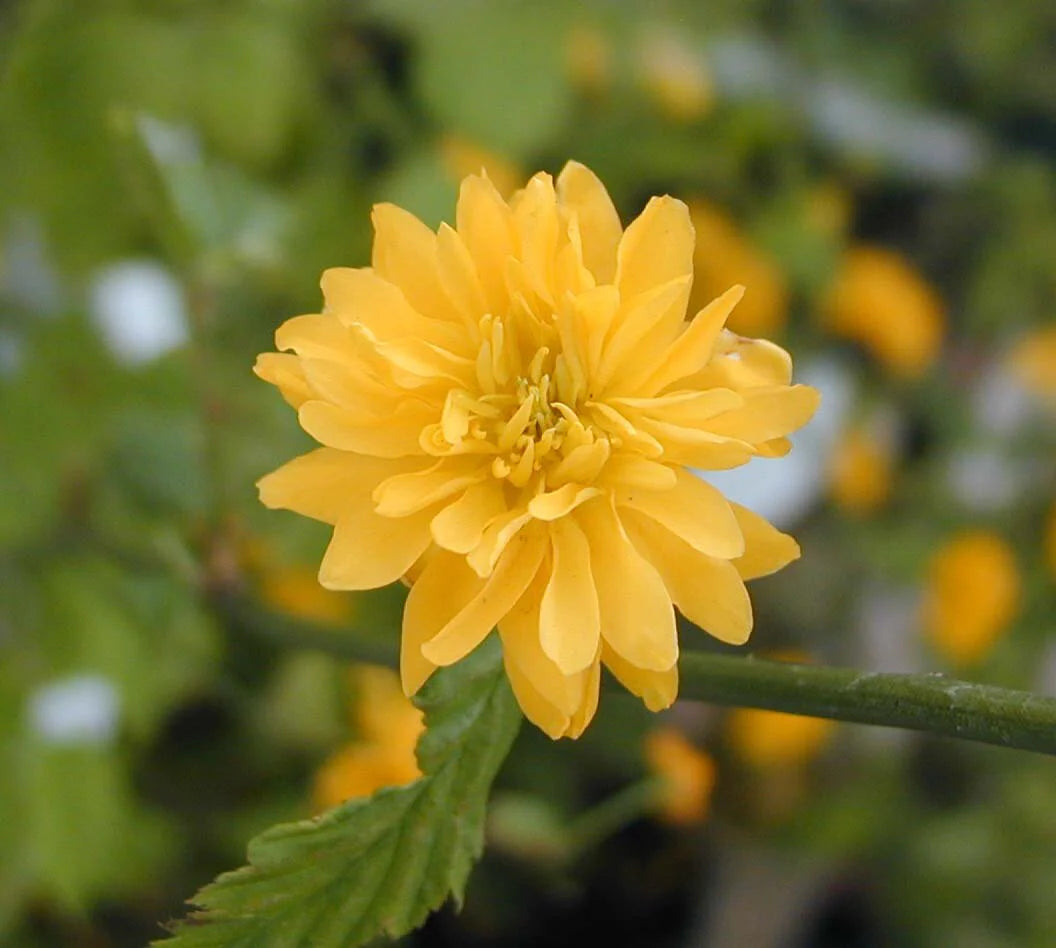 Yellow Kerria Japonica Flower Seeds Planting
