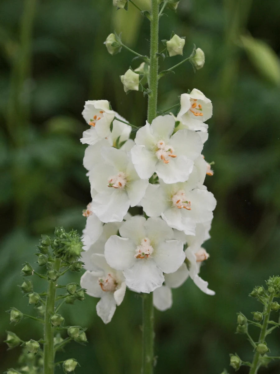 White Checkermallow Flower seeds for Planting - Long Bloom Season, Heirloom & GMO Free Seeds for Home Garden