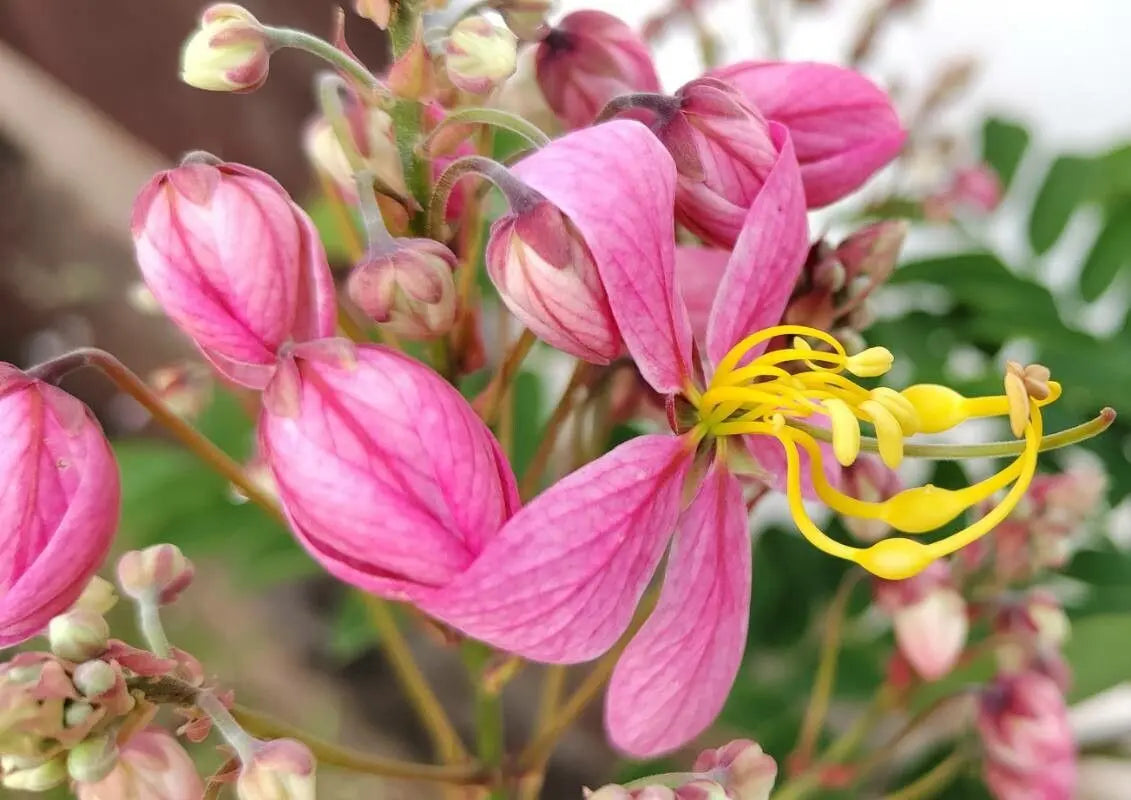 Javanica Flower seeds for Planting - Fragrant Blossoms, Heirloom & GMO Free Seeds for Home Garden