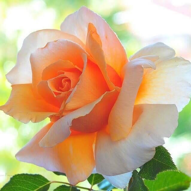Orange White Rose Flower Seeds for Planting Long Bloom Season Heirloom & GMO Free Seeds for Home Garden
 
 Sale