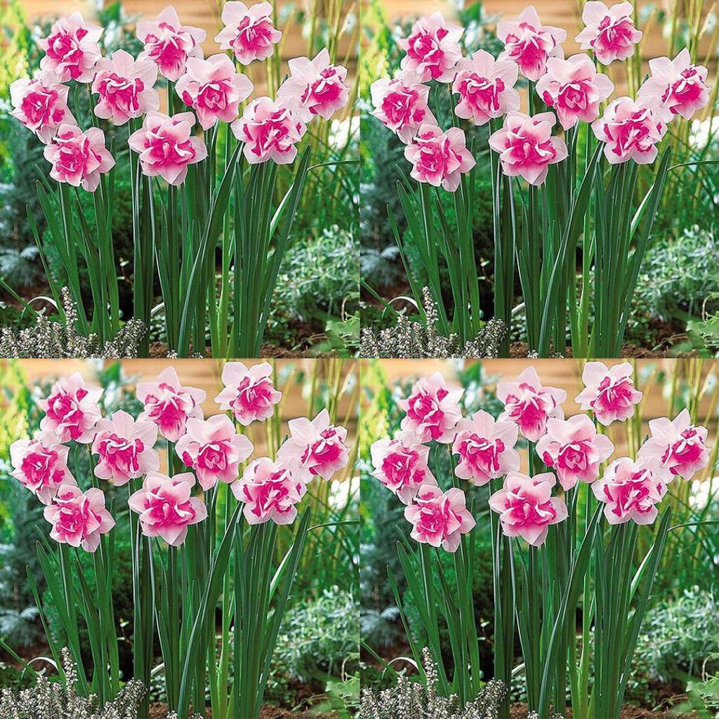 Pink Double Petals Daffodils Seeds for Planting Hardy Variety Heirloom & GMO Free Seeds for Home Garden
 
 Sale