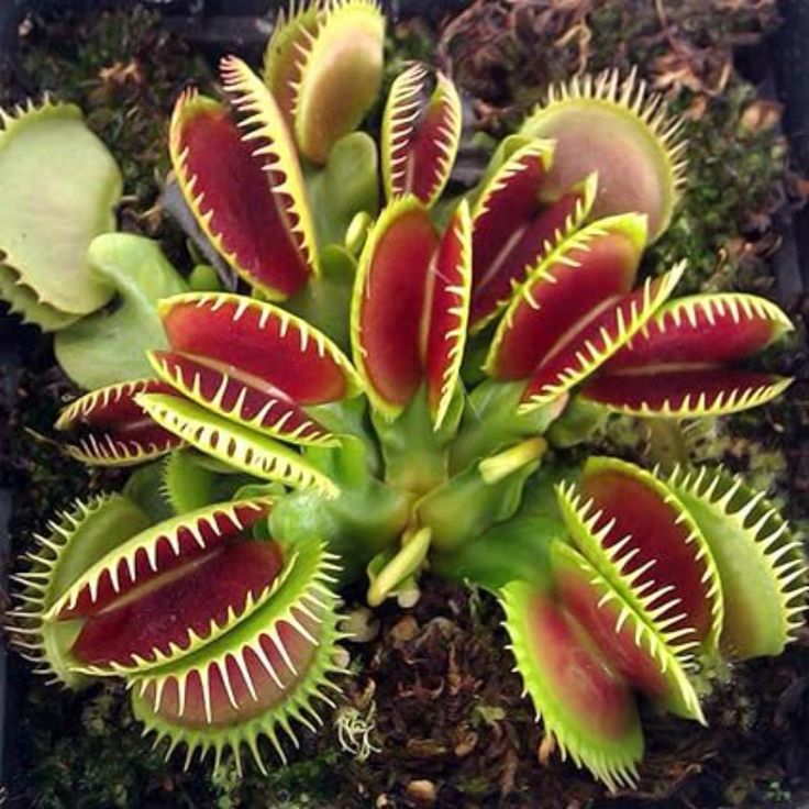 Sonnentau Clip Venus Flytrap Seeds for Planting home garden flower bed