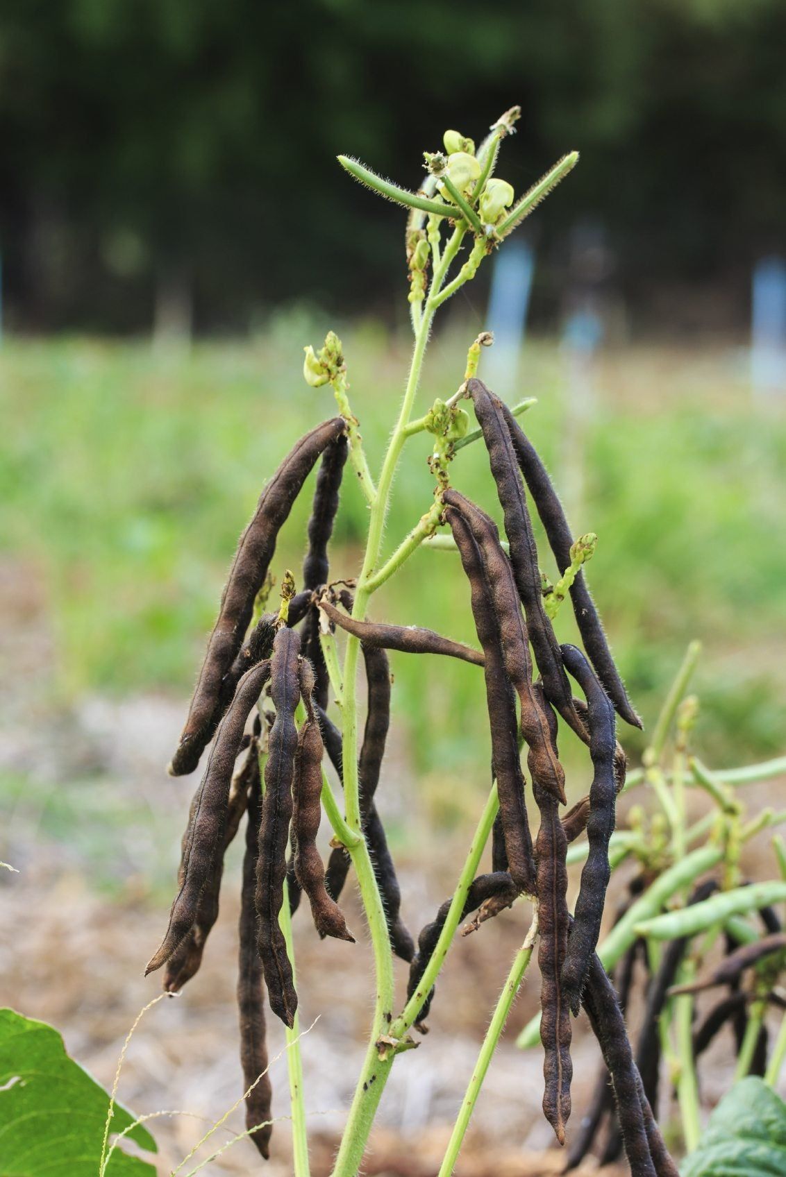 Black Bean Planting Seeds for Vegetable Gardens