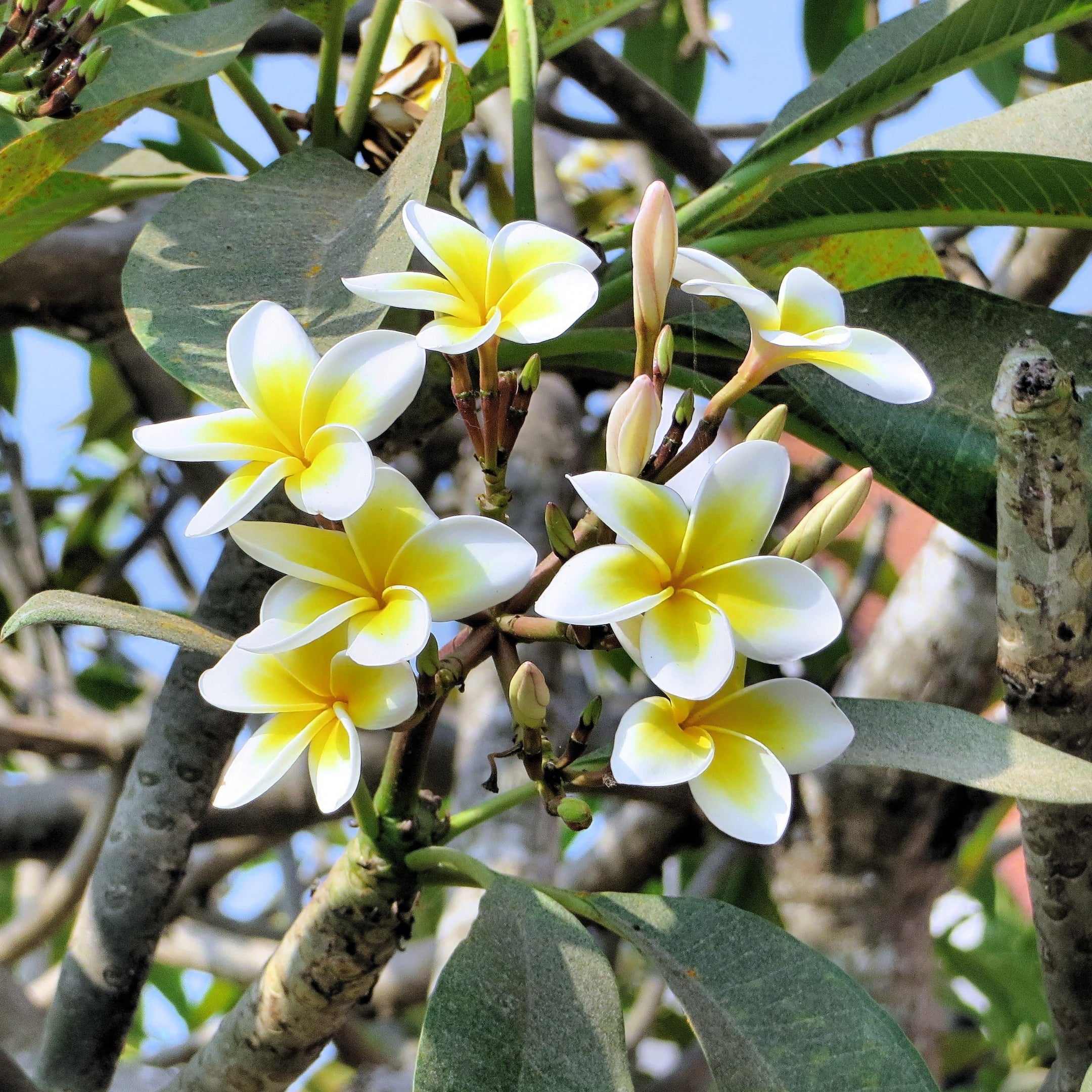 Frangipani Flower seeds for Planting Perfect for Borders Heirloom & GMO Free Seeds for Home Garden