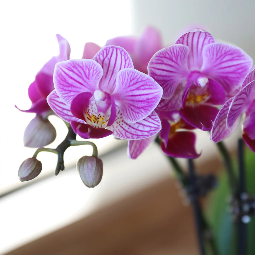 Violet Butterfly Orchid Flower seeds for Planting - Low Maintenance, Heirloom & GMO Free Seeds for Home Garden
