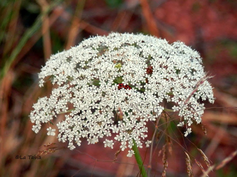 Zanahoria Silvestre Flower seeds for Planting - Pollinator Friendly, Heirloom & GMO Free Seeds for Home Garden