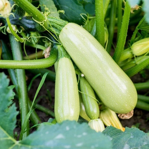 Bianco Di Trieste Zucchini Planting Seeds - Grow Fresh Zucchinis All Year
