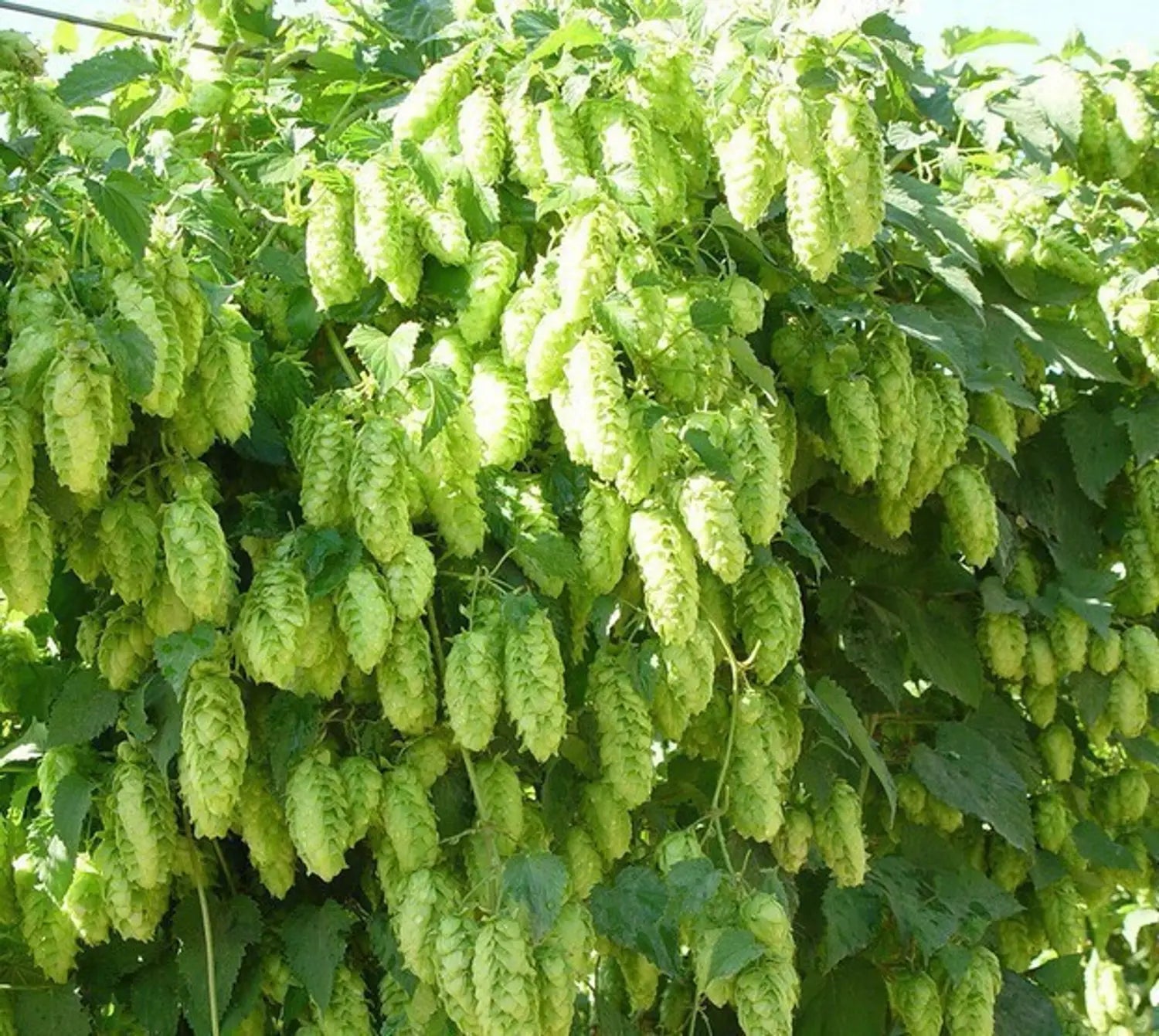Green Hop Flower seeds for Planting - Low Maintenance, Heirloom & GMO Free Seeds for Home Garden