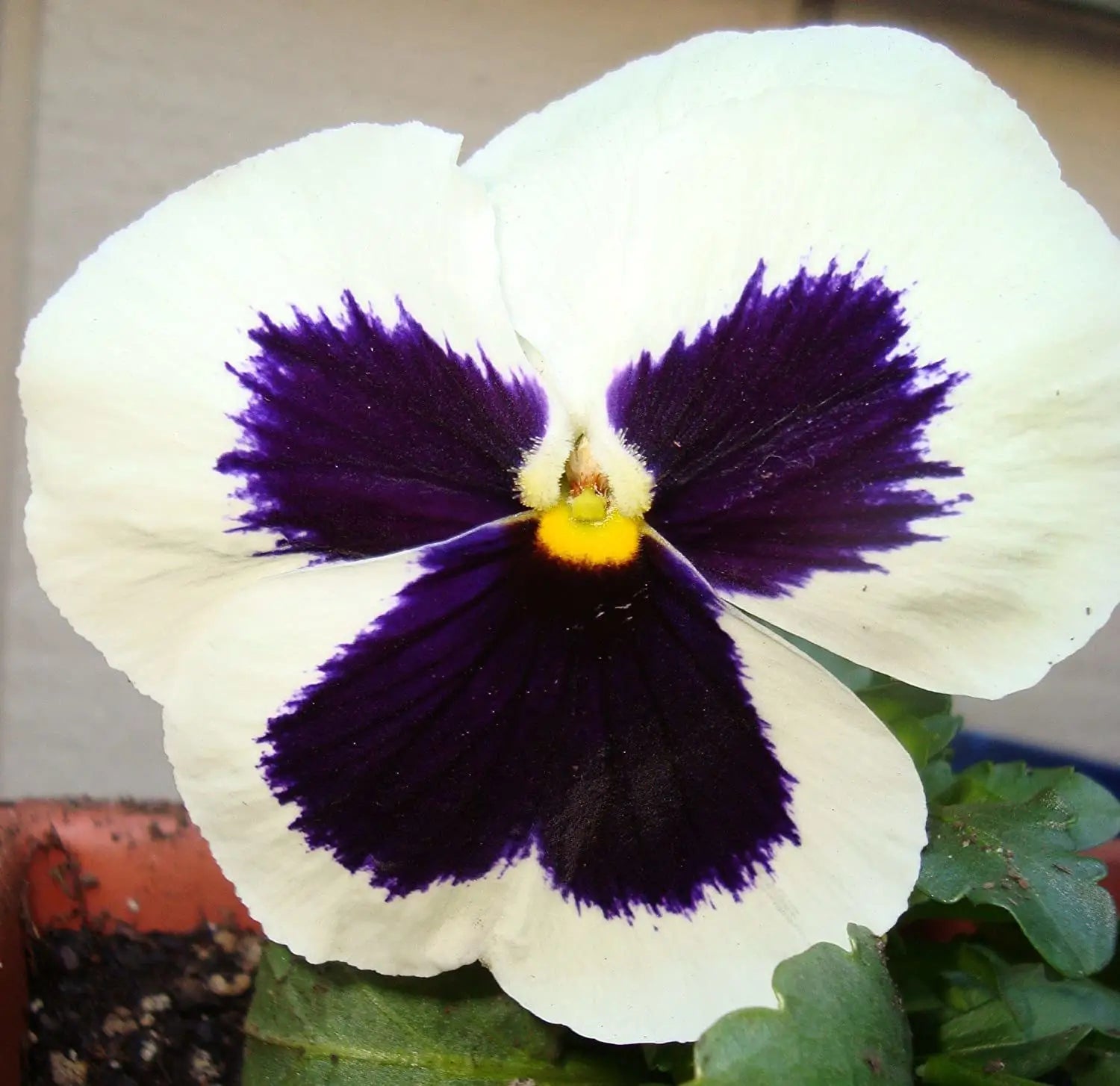 White & Black Pansy Flower seeds for Planting - Perfect for Borders, Heirloom & GMO Free Seeds for Home Garden