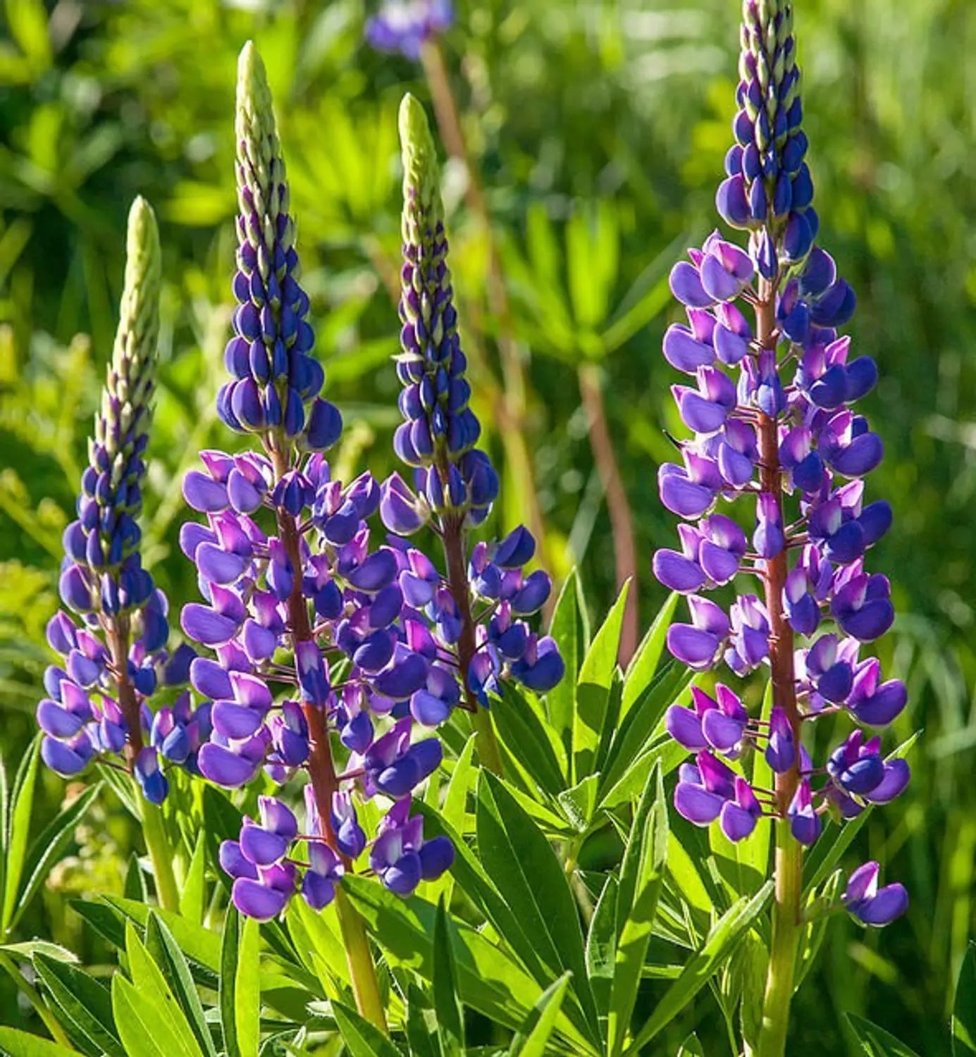 Purple Arroyo Lupine Flower seeds for Planting - Premium Quality, Heirloom & GMO Free Seeds for Home Garden