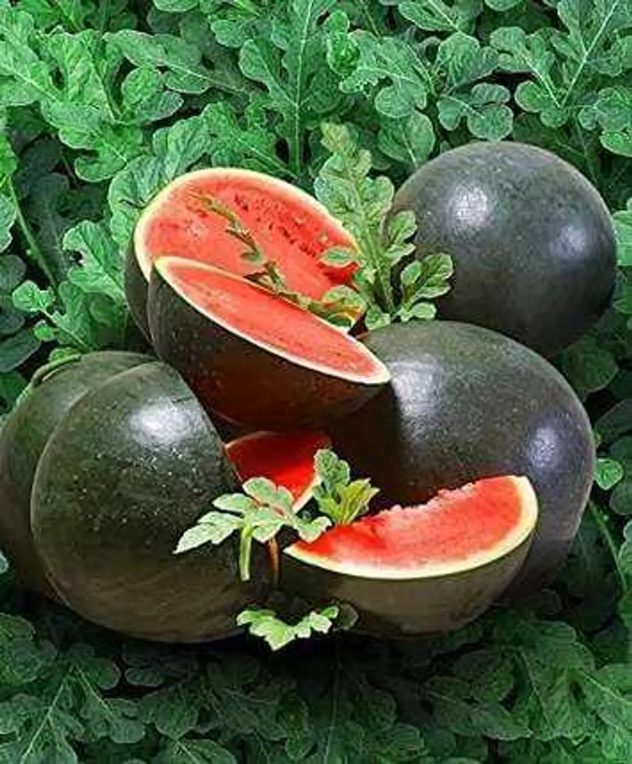 Watermelon Red Gray Seeds: Grow Your Own Delicious Fruit