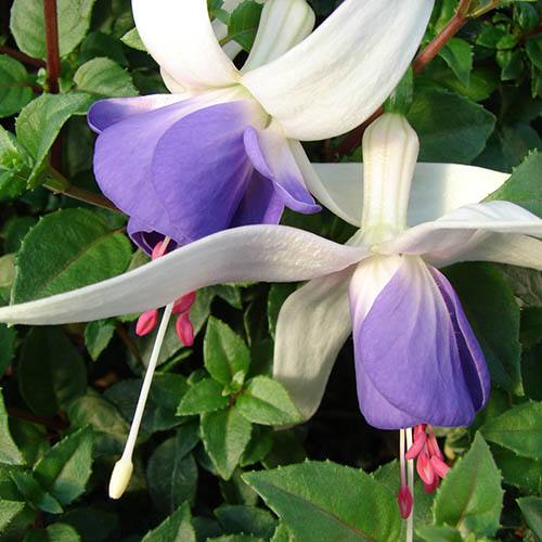 Blue Fuchsia Flower seeds for Planting - Vibrant Colors, Heirloom & GMO Free Seeds for Home Garden