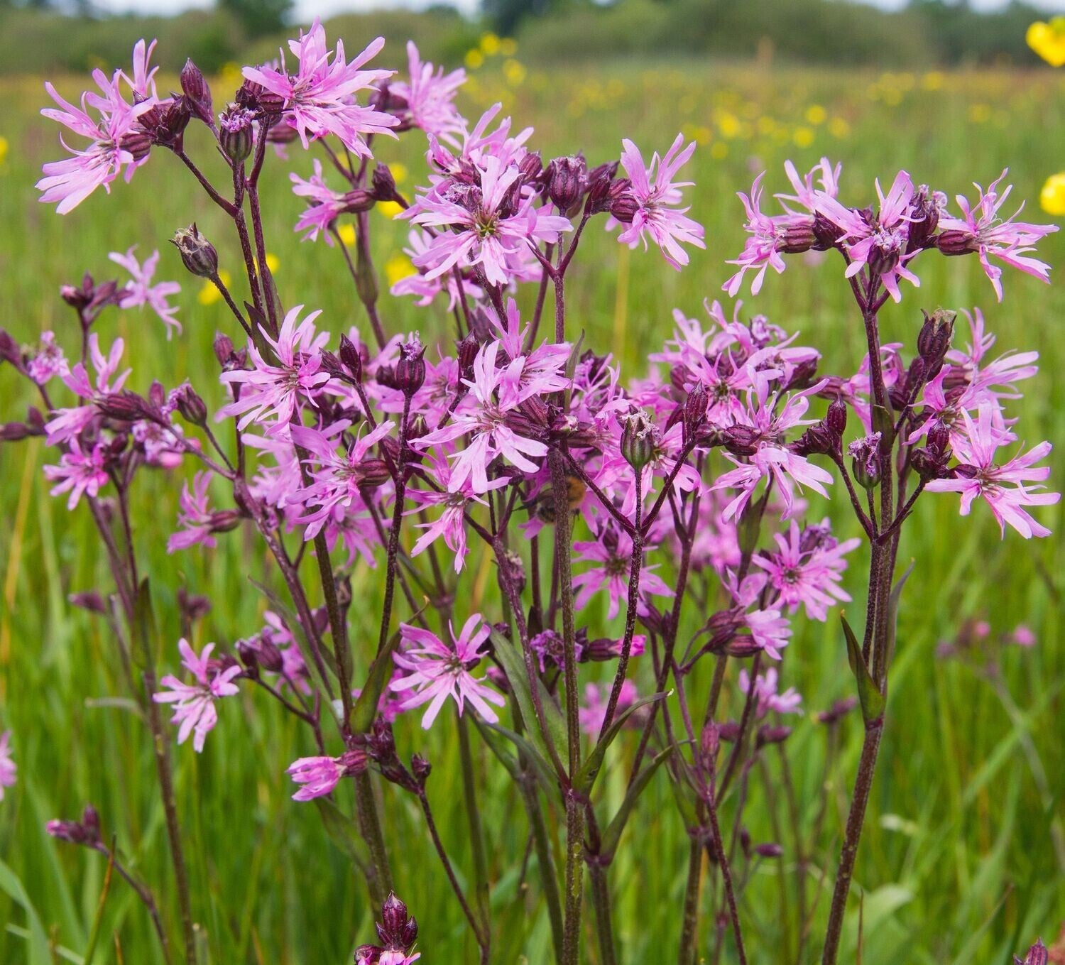 Violet Lychnis Flower seeds for Planting - Hardy Variety, Heirloom & GMO Free Seeds for Home Garden