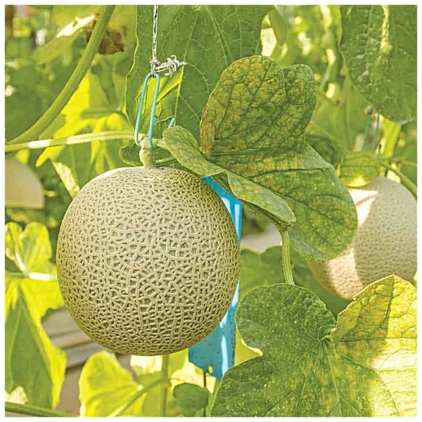 Melon Nasoloda Cucumis Melo Seeds for Planting - Perfect for Vegetable Patch & Home Garden