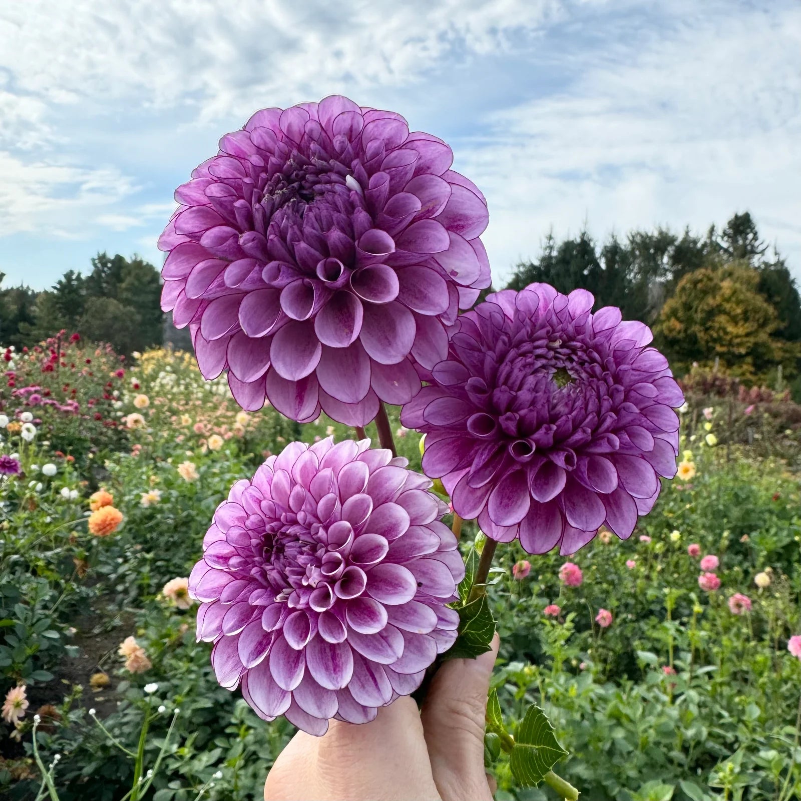 Purple Astrantia Masterwort Flower seeds for Planting - Perfect for Borders, Heirloom & GMO Free Seeds for Home Garden
