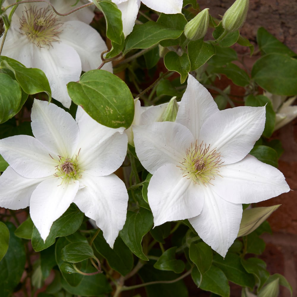 Clematis Flower seeds for Planting - Seasonal Bloomer, Heirloom & GMO Free Seeds for Home Garden