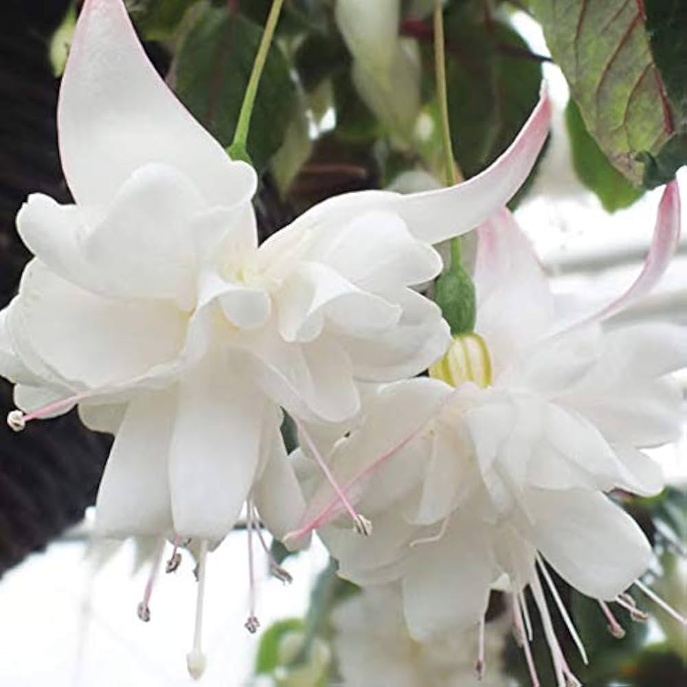 White Fuchsias Flower Seeds for Planting Sun Loving Heirloom & GMO Free Seeds for Home Garden
 
 Sale