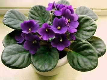 African Violet Flower seeds for Planting - Easy to Grow, Heirloom & GMO Free Seeds for Home Garden
 
 Sale for planting in home garden.