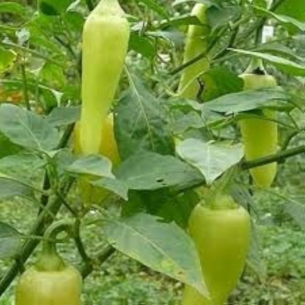 Santa Fe Grande Pepper Seeds for Spicy, Flavorful Peppers