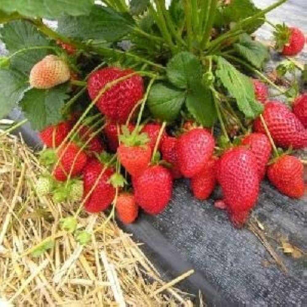 Mini Strawberry Small Child Potted Seeds