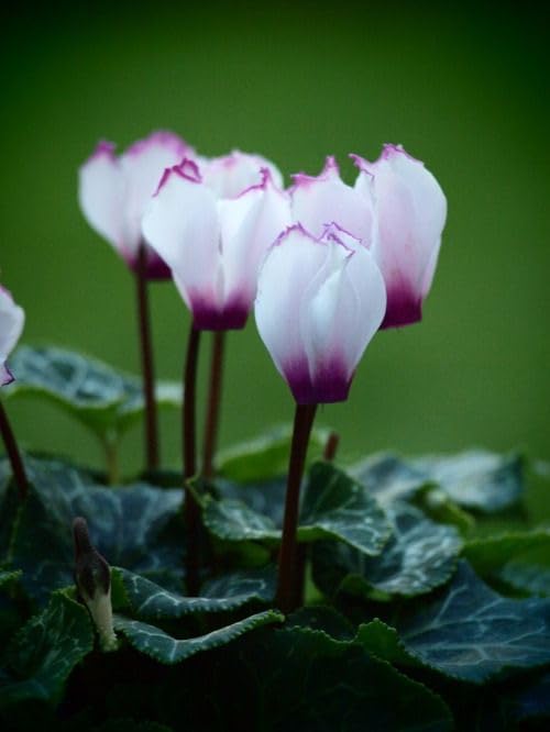 Lavender Cyclamen Flower seeds for Planting - Fragrant Blossoms, Heirloom & GMO Free Seeds for Home Garden