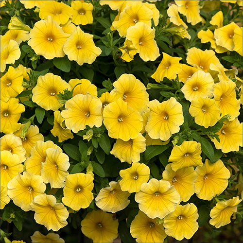 Blue Lime Green Petunia Flower seeds for Planting - Low Maintenance, Heirloom & GMO Free Seeds for Home Garden