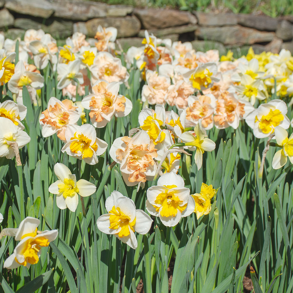 Mixed Color Double Narcissus Flower Seeds for Planting Drought Tolerant Heirloom & GMO Free Seeds for Home Garden
 
 Sale