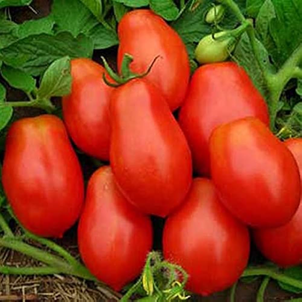 Red Opalka Vegetable Seeds - Easy Planting for Home Gardens
