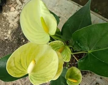 Light (Light Yellow) seeds for planting in home garden