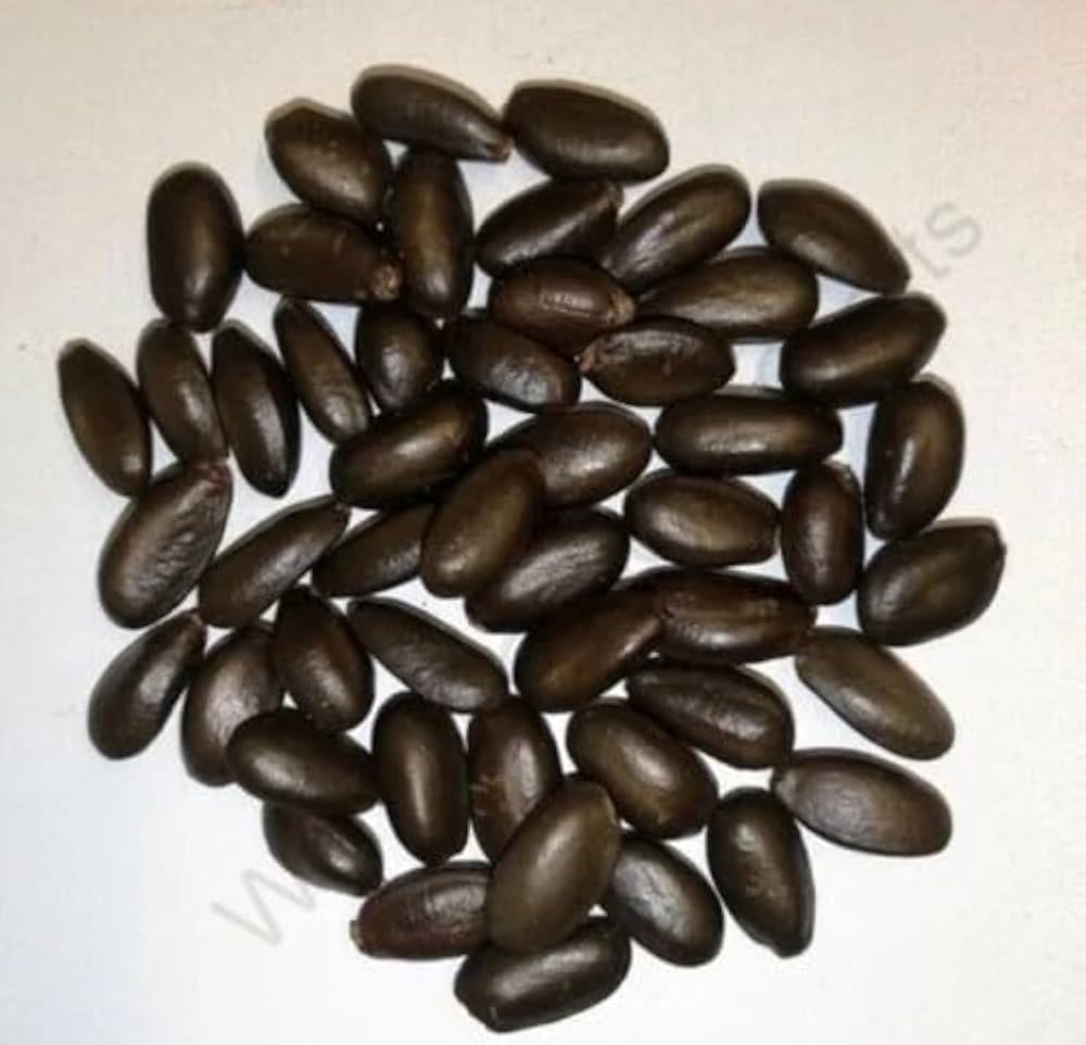 Custard apple tree seeds from Evergrowseeds, tropical sweet fruiting variety, with green seed pods and fresh seed packaging.