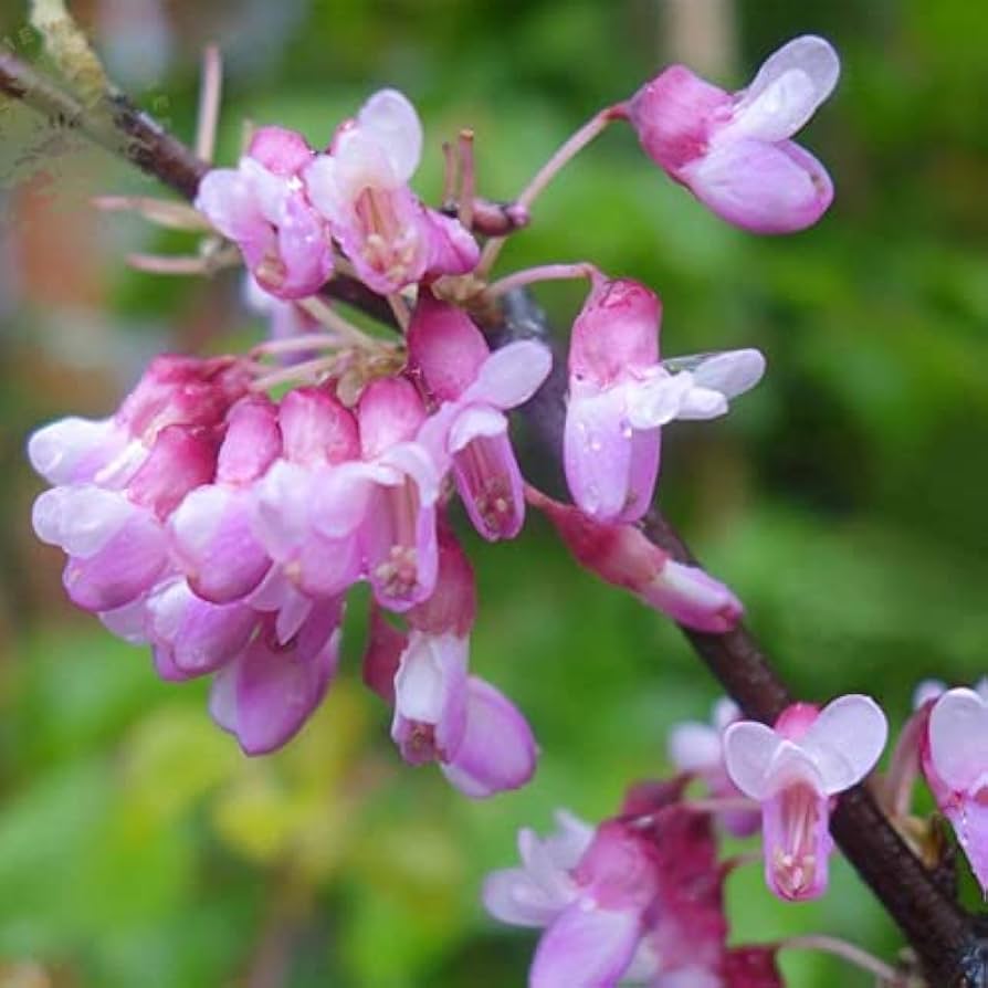 Eastern Judas Tree Seeds (Cercis Canadensis) – Hardy Tree with Beautiful Pink Blooms