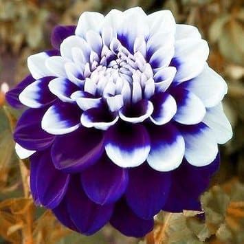 Red White Double Petunia Flower Seeds for Planting Heirloom NONGMO Vibrant Garden Blooms 
 
 Sale for planting in home garden