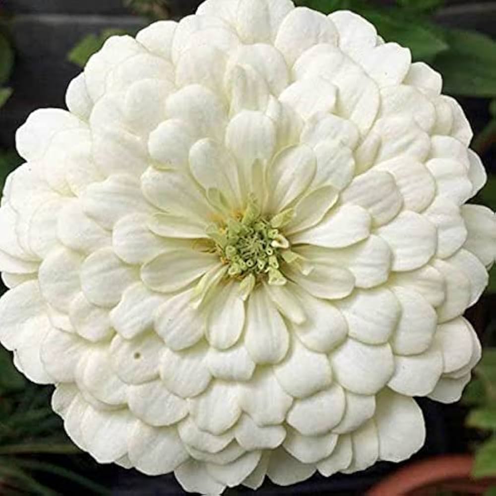 Zinnia Belyy Mishka Zinnia Elegans Seeds for Planting - Colorful Blooms for Flower Bed & Urban Garden