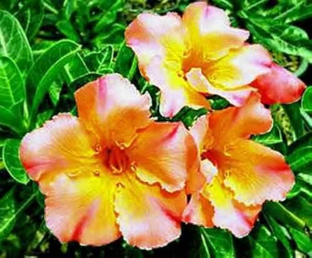 Orange Blossom Seeds for Planting Adenium Obesum flower pot indoor garden