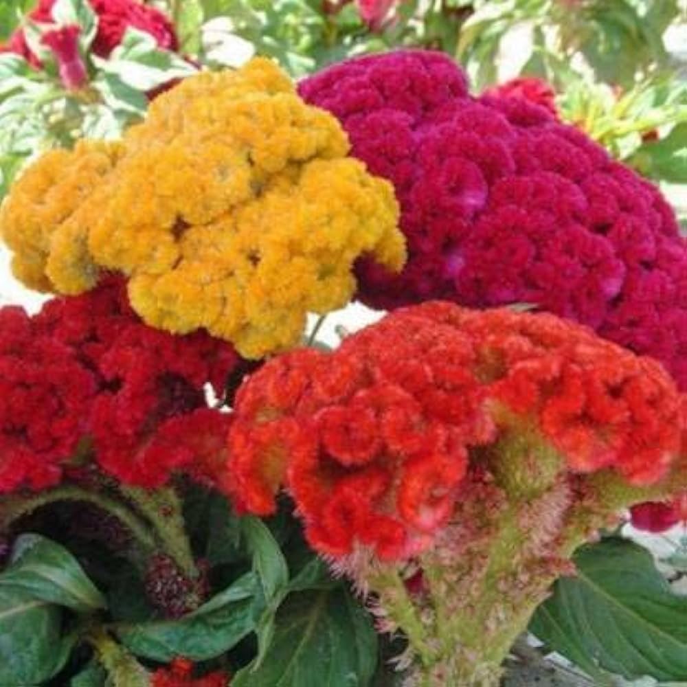 Celosia Amigo Mix Seeds for Colorful Garden Flowers