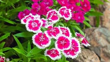Pink White Dianthus Flower seeds for Planting - Hardy Variety, Heirloom & GMO Free Seeds for Home Garden
 
 Sale for planting in home garden.