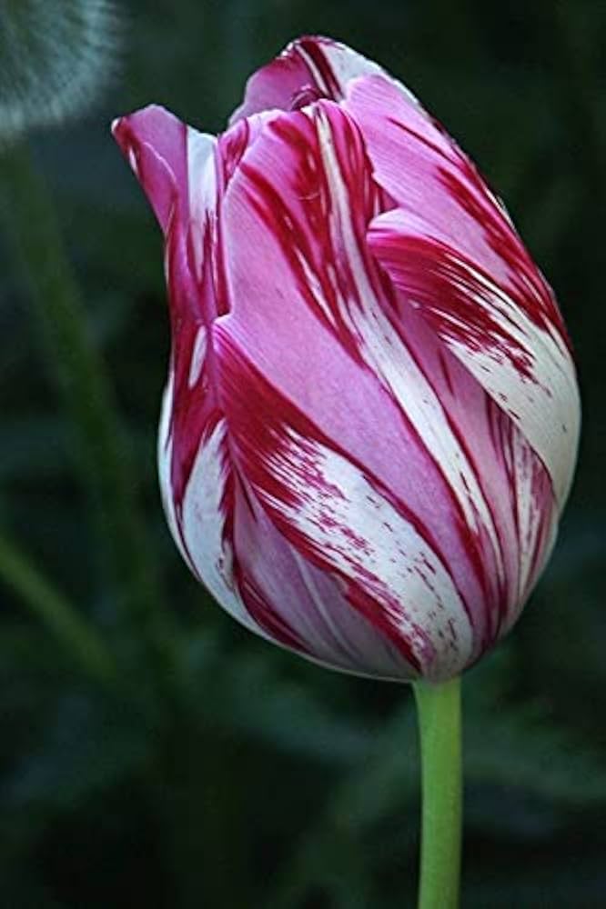 Double Tulip Seeds for Planting in Flower Bed & Garden
