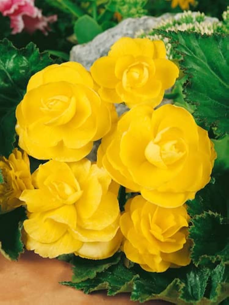 Light Yellow Begonia Flower seeds for Planting - Drought Tolerant, Heirloom & GMO Free Seeds for Home Garden