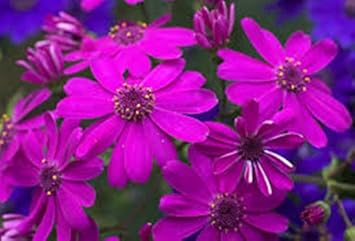 Purple Florists Cineraria Flower seeds for Planting - Low Maintenance, Heirloom & GMO Free Seeds for Home Garden
 
 Sale for planting in home garden.